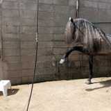 Jjose P. avatar icon