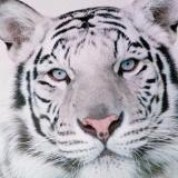 avatar icon