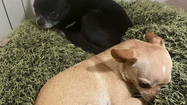 Acompañante, cuidador con carnet.