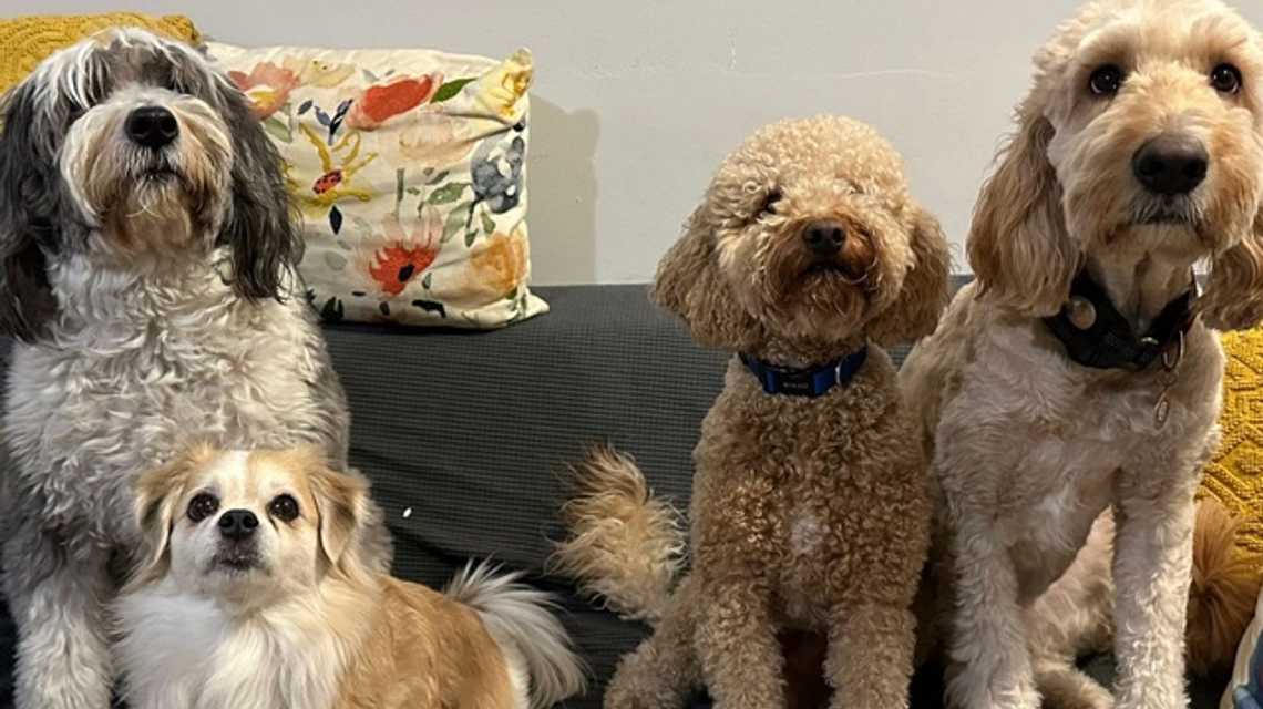 Hi5! Pet Services cover image