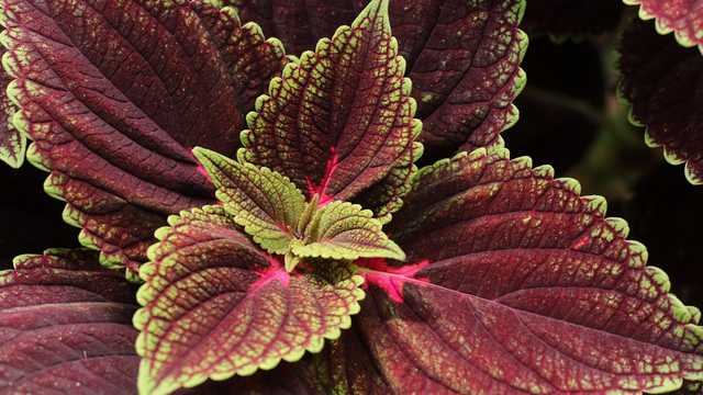 JEFE DE EQUIPO DE JARDINERÍA