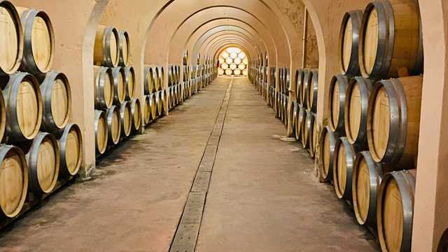 Ayudante de Bodega y Almazara