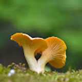 Yolanda  avatar icon