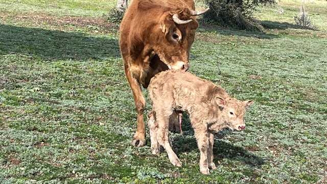 Vaquero y tractorista