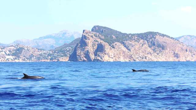 Agente de Reservas – Cruise Cormoran