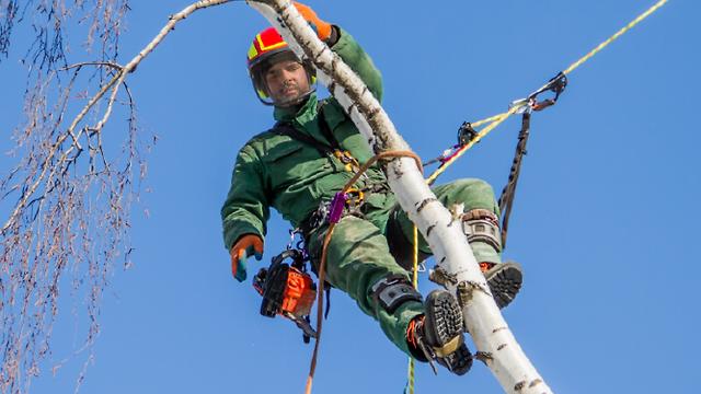 Utility Arborist
