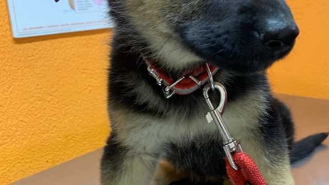 Ayudante Técnico Veterinario