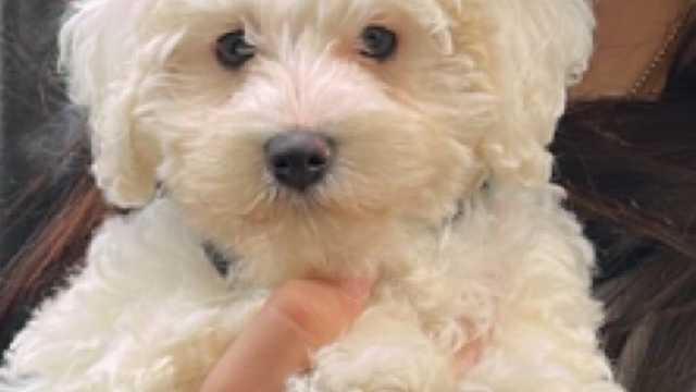 Ayudante de limpieza y cuidado mascotas