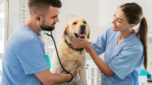 Veterinario/a