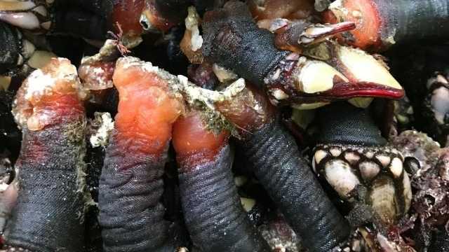Ayudante/a de Cocina