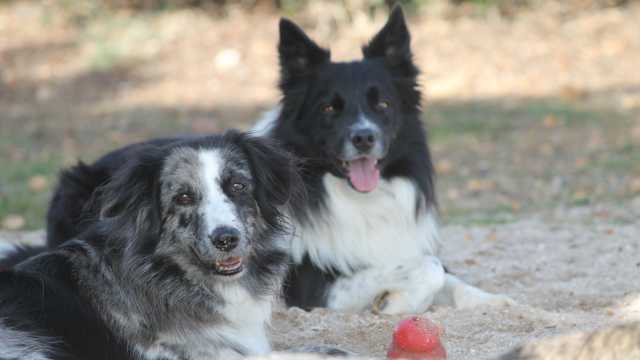 Cuidador de animales para guardería canina
