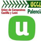 Uccl P. avatar icon