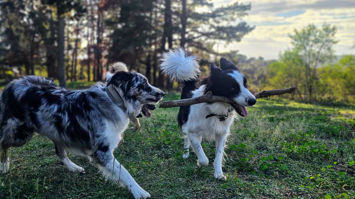 RESIDENCIA CANINA DOSROSAS cover image