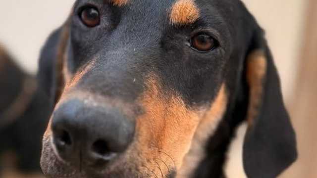 Cuidado de animales