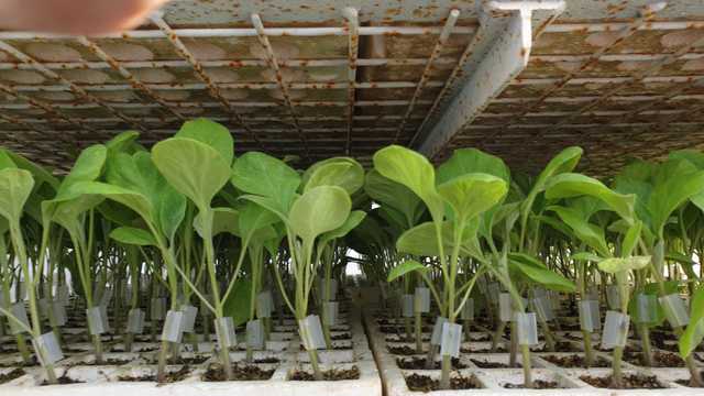 PEON/A AGRÍCOLA. DEPARTAMENTO DE INJERTOS