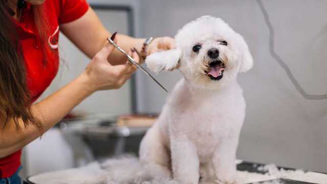 Peluquero/a Canino