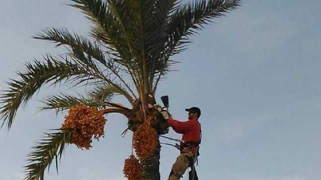 Peón de jardinería