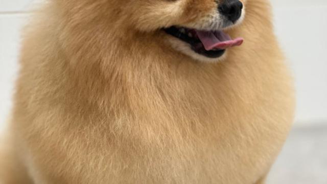 Peluquero canino