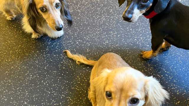 Dog Groomer
