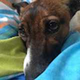 Pinar A. avatar icon