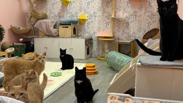 Cleaning Person at Cat Shelter