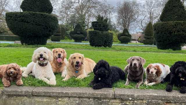 Dog Walker
