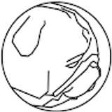 Veggiedog  avatar icon