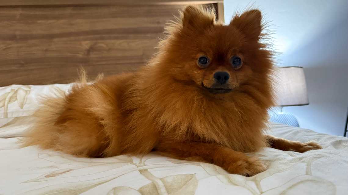 johana agudelo lopez cover image