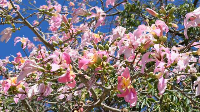 Jardinero/a
