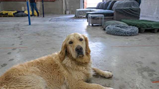 Cuidador/a de perros