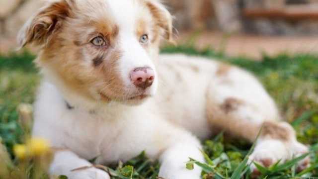 🚨 COMMUNITY MANAGER + CREADOR/A DE CONTENIDO (PIENSO GOLDEN 22K) 🚨