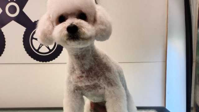 Peluquero canino y felino