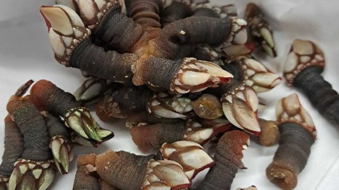 -Restaurante Club de Golf cover image