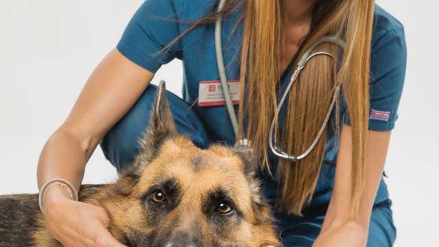 Veterinario/a