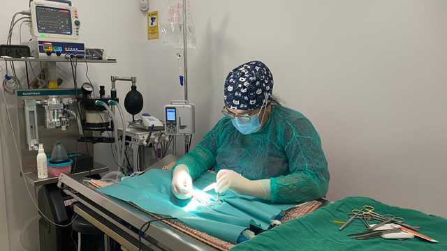 Veterinario/a Felino