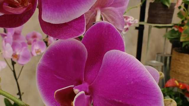 Ayudante/a de Florista
