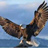 Deepa S. avatar icon