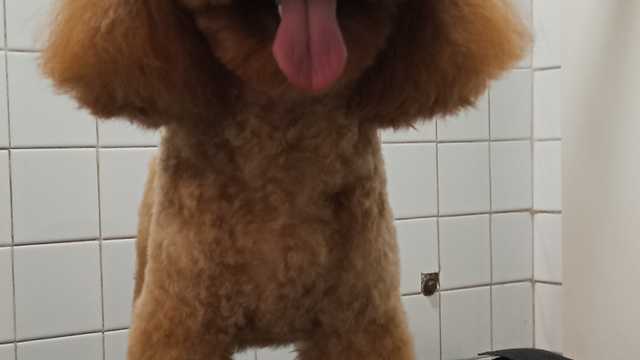 Peluquero/a