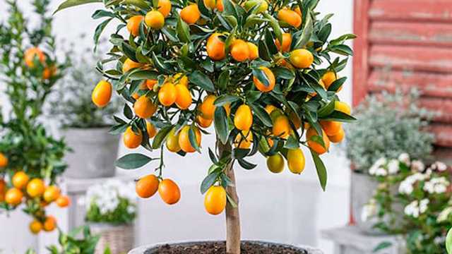 Jardinero/a