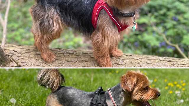 Experienced Dog Groomer Part time