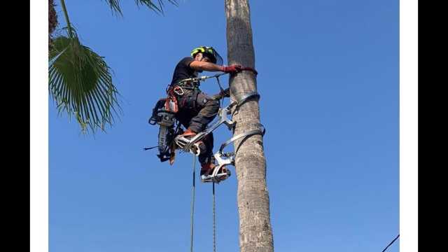 TREPADOR ARBORISTA