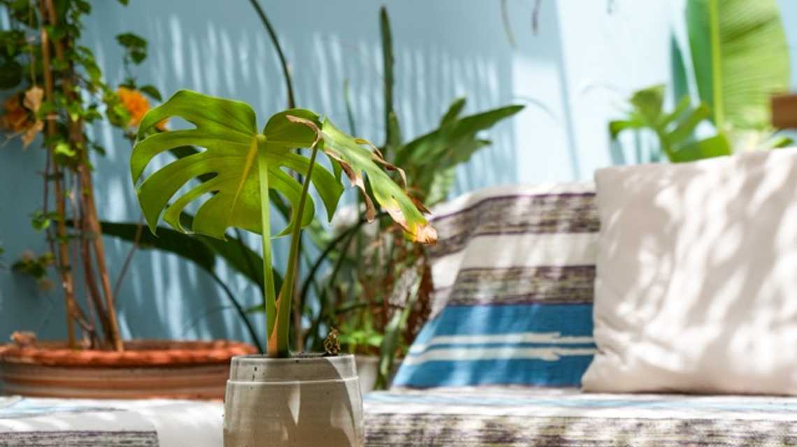 Cinnamon cover image