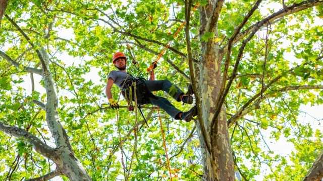 Peón forestal