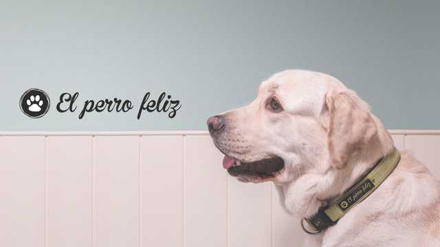 Cuidador de mascotas