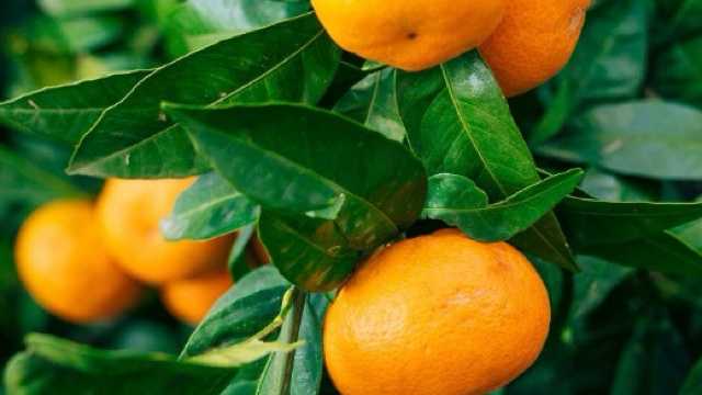 Operations Coordinator