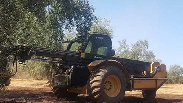 Conductor buggy aceituna