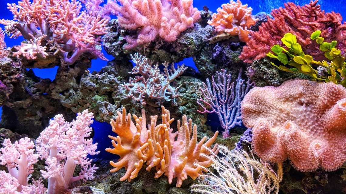 Coral Reeef Social Club cover image