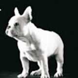Residencia Canina T. avatar icon