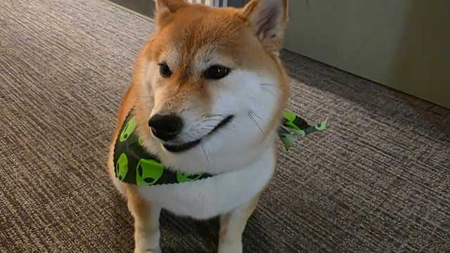 Tartar Removal Specialist (Dogs & Cats)