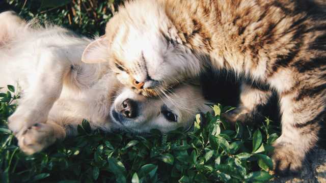 AUXILIAR CLÍNICO VETERINARIO CON EXPERIENCIA